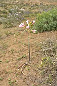 Añañuca rosada/ Añañuca de la cordillera (Rhodophiala advena), Amaryllidaceae endemic to Chile, approx. Alcones, Coquimbo Region, Chile