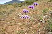 Purple Sun Glory (Leucocoryne purpurea), Liliaceae endemic to Chile, approx. de Alcones, Coquimbo Region, Chile