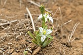 Flor de la plumilla (Trichopetalum plumosum), Liliaceae endemic to Chile, approx. Alcones, Coquimbo Region, Chile