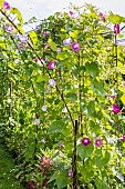 Tall Morning Glory La Vie en Rose, Ipomoea purpurea La Vie en Rose, in bloom