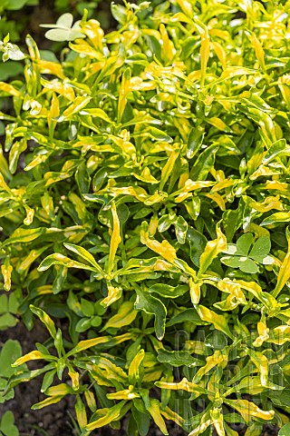 Calicoplant_Alternanthera_bettzickiana_Aurea_foliage