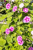 Tall Morning Glory La Vie en Rose, Ipomoea purpurea La Vie en Rose, flowers