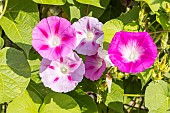 Tall Morning Glory La Vie en Rose, Ipomoea purpurea La Vie en Rose, flowers