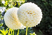 Dahlia Ryecroft Jan, flowers