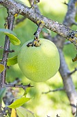 Chinese flowering Quince, Chaenomeles cathayensis, fruit
