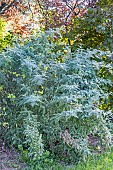 Ghost Bramble, Rubus thibetanus Silver Fern