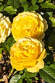 Rosa Anisade, flowers