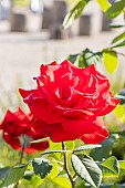 Rosa Grande Amore, flowers