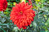 Dahlia Alex, fleur