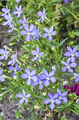 Laurentia axillaris Avant Garde Blue, Solenopsis axillaris Avant Garde Blue, flowers