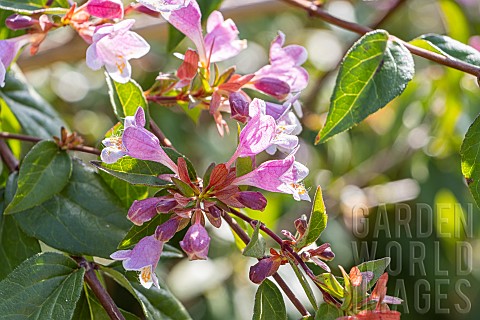 Englers_abelia_Abelia_engleriana_flowers