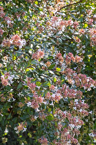 Glossy_abelia_Abelia_grandiflora_in_bloom
