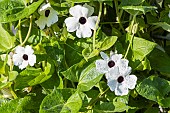 White Black-Eyed Susan Vine, Thunbergia alata ?Amera White?, flowers