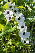 White Black-Eyed Susan Vine, Thunbergia alata ?Amera White?, flowers