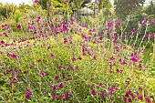 SBaby age, Salvia microphylla Papillon de Nuit in bloom