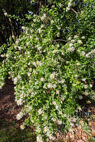 Chinese_Abelia_Abelia_chinensis_in_bloom