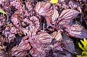 Purple Shiso,Perilla frutescens nankinensis, foliage
