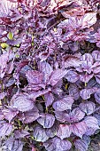Purple Shiso,Perilla frutescens nankinensis, foliage