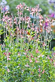 Sage, Salvia jamensis El Durango, flowers