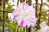Tall Morning Glory Carnival de Venezia, Ipomoea purpurea Carnival de Venezia, flower