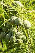 Bald Cypress, Taxodium distichum, cones