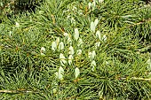 Doedar Cedar, Cedrus deodara Aurea, cones