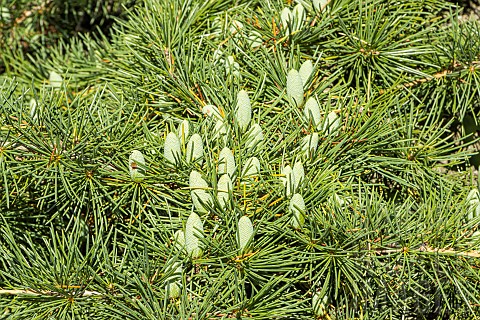Doedar_Cedar_Cedrus_deodara_Aurea_cones