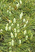 Doedar Cedar, Cedrus deodara Aurea, cones