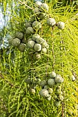 Bald Cypress, Taxodium distichum, cones