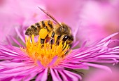 Honey bee (Apis mellifera) foraging on asters, Vosges du Nord Regional Nature Park, France