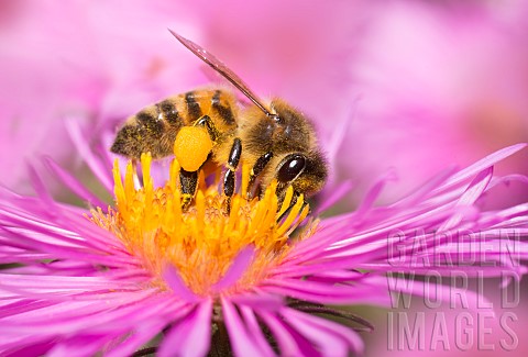 Honey_bee_Apis_mellifera_foraging_on_asters_Vosges_du_Nord_Regional_Nature_Park_France