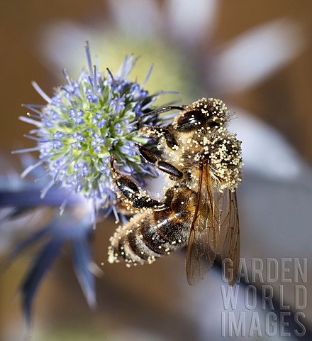 Honey_bee_Apis_mellifera_on_blue_thistle_Eryngium_planum_Vosges_du_Nord_Regional_Nature_Park_France