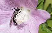 Male Mining bee (Lasioglossum costulatum) foraging in a mallow, Vosges du Nord Regional Nature Park, France