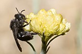Black Andrena (Andrena morio) female on everlasting flower, Vosges du Nord Regional Nature Park, France