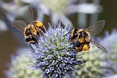 Yellow-legged Mining Bee (Andrena flavipes) female on blue thistle (Eryngium planum,) Parc naturel régional des Vosges du Nord, France