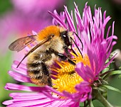 Brown bumblebee (Bombus pascuorum) foraging on an aster, Vosges du Nord Regional Nature Park, France