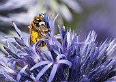 Mining bee (Halictus subauratus) female on echinops, Vosges du Nord Regional Nature Park, France
