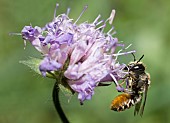 Female Patchwork leaf-cutter bee (Megachile centuncularis) on field scabiosa (Knautia arvensis), Vosges du Nord Regional Nature Park, France