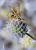 Paper wasp (Polistes dominula) on blue thistle (Eryngium planum), Vosges du Nord Regional Nature Park, France