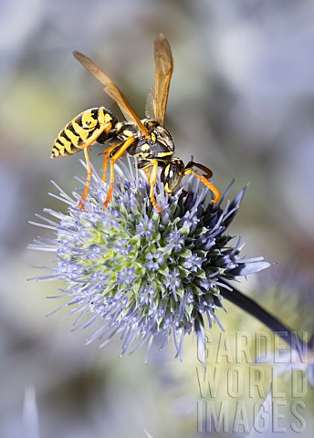 Paper_wasp_Polistes_dominula_on_blue_thistle_Eryngium_planum_Vosges_du_Nord_Regional_Nature_Park_Fra