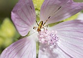 Grasshopper larva in a mallow flower, Vosges du Nord Regional Nature Park, France
