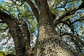 A thousand-year-old holm oak in Aragon (Tree of the Year 2021). With an estimated age of a thousand years, this holm oak (Quercus Ilex l.) has some impressive dimensions: a height of over 16 metres and a trunk with a perimeter of 7 metres. Once considered sacred, the holm oak is featured on the flag of the autonomous community of Aragon, itself inspired by the coat of arms of the ancient kingdom of Sobrarbe. Village of Alto Aragón, Spain