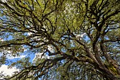 A thousand-year-old holm oak in Aragon (Tree of the Year 2021). With an estimated age of a thousand years, this holm oak (Quercus Ilex l.) has some impressive dimensions: a height of over 16 metres and a trunk with a perimeter of 7 metres. Once considered sacred, the holm oak is featured on the flag of the autonomous community of Aragon, itself inspired by the coat of arms of the ancient kingdom of Sobrarbe. Village of Alto Aragón, Spain