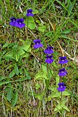 Large-flowered Butterwort( Pinguicula grandiflora) in bloom, Ariège, France. - Carnivorous plant: it has a semi-active capture system: the leaves are covered in glue, trapping insects that land on them and are then digested by the secreted juices.