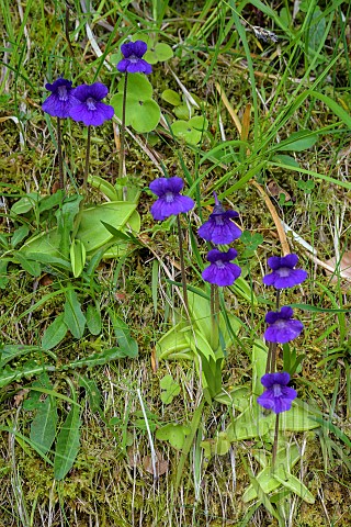 Largeflowered_Butterwort_Pinguicula_grandiflora_in_bloom_Arige_France__Carnivorous_plant_it_has_a_se