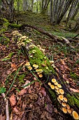 Sulphur Tuft (Hypholoma fasciculare) on a rotting stump. Haute Savoie, France