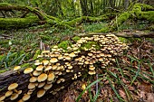 Sulphur Tuft (Hypholoma fasciculare) on a rotting stump. Haute Savoie, France