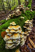 Sulphur Tuft (Hypholoma fasciculare) on a dead tree. Haute Savoie, France