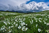 Stormy skies and Poets Narcissus (Narcissus poeticus) in Cerdagne, Font Romeu region, -PN des Pyrénées Catalanes, France