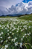 Stormy skies and Poets Narcissus (Narcissus poeticus) in Cerdagne, Font Romeu region, -PN des Pyrénées Catalanes, France